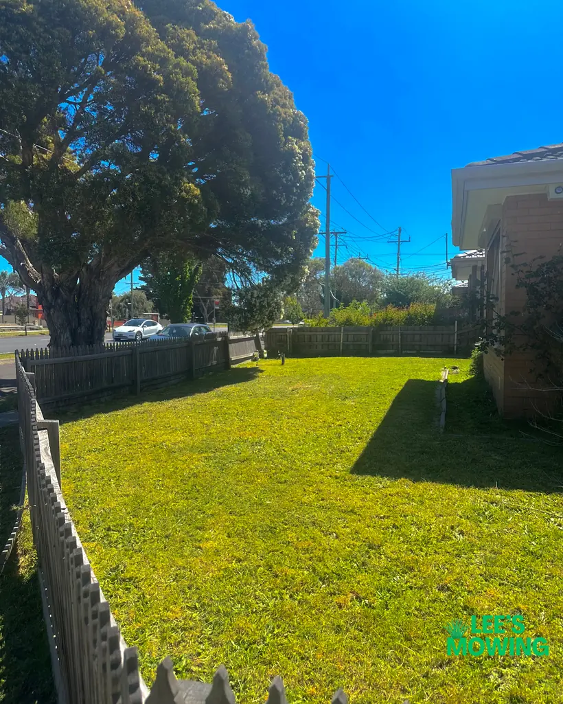 A finished front lawn under a large tree, cut evenly right up to the fence line