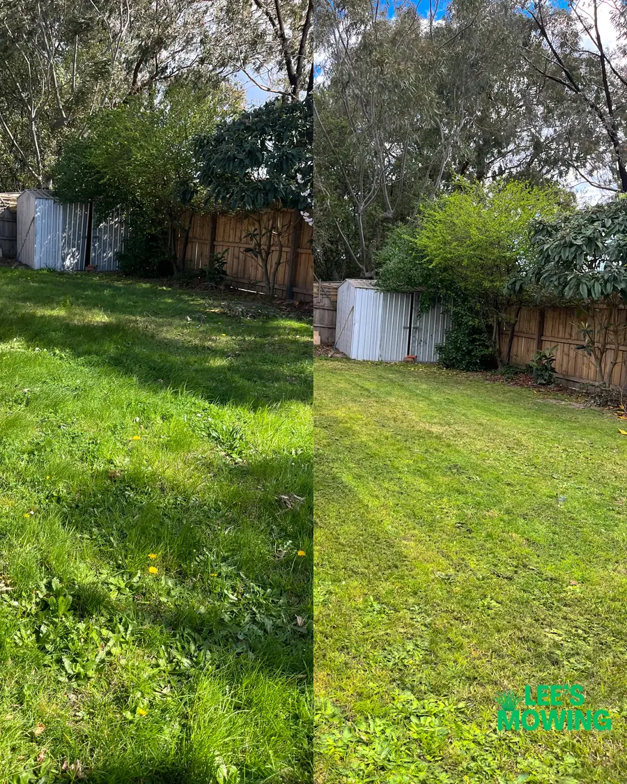 A patchy lawn gone to seed, and the same lawn cut even and green