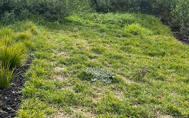 A tufty, overgrown lawn beside a mulched garden bed before it is cut